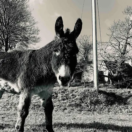 Apartment Kelly G's Feevaghmore