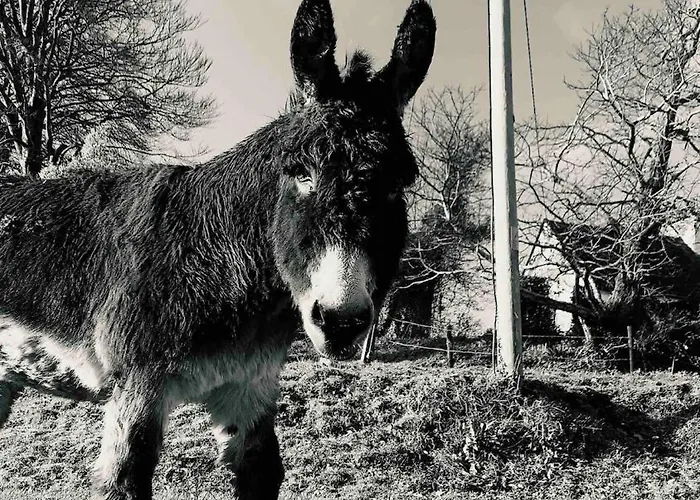 Appartement Kelly G's Feevaghmore